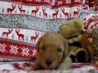 Goldendoodle Puppy for sale in Speer, IL, USA