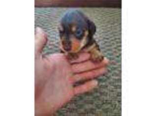 Dachshund Puppy for sale in Montgomery, IN, USA
