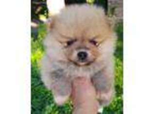 Pomeranian Puppy for sale in Trenton, TX, USA