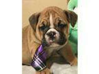 Bulldog Puppy for sale in Flushing, MI, USA