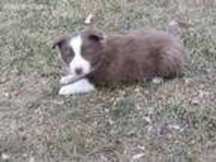 Border Collie Puppy for sale in Glencoe, MN, USA