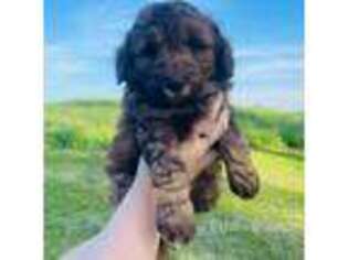 Mutt Puppy for sale in Zwingle, IA, USA