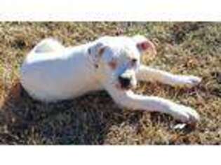 American Bulldog Puppy for sale in Decatur, TN, USA