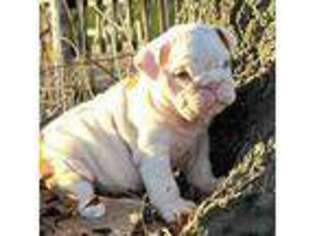 Bulldog Puppy for sale in Blevins, AR, USA
