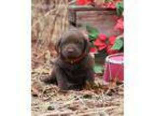 Labrador Retriever Puppy for sale in Kansas City, MO, USA