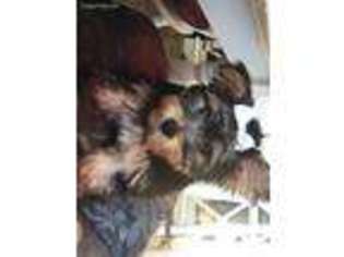 Yorkshire Terrier Puppy for sale in Levittown, NY, USA
