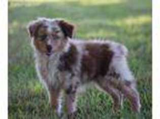 Australian Shepherd Puppy for sale in Whitesboro, OK, USA