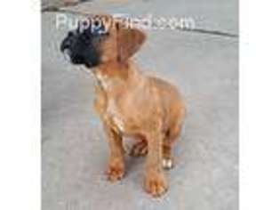 Boxer Puppy for sale in Caledonia, MN, USA