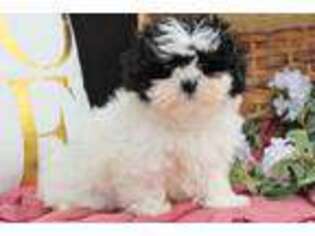 Mal-Shi Puppy for sale in Malone, NY, USA