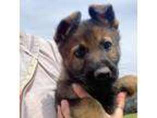 German Shepherd Dog Puppy for sale in Victor, MT, USA
