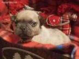 French Bulldog Puppy for sale in Ashley, MI, USA