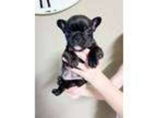 French Bulldog Puppy for sale in Dawsonville, GA, USA