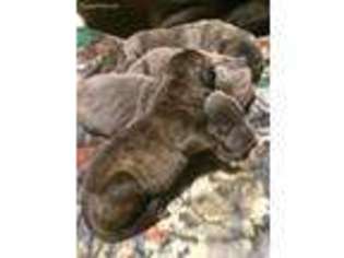 Cane Corso Puppy for sale in Colonial Heights, VA, USA