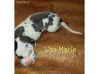 Great Dane Puppy for sale in Crosby, TX, USA