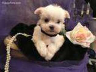 Maltese Puppy for sale in Gadsden, AL, USA