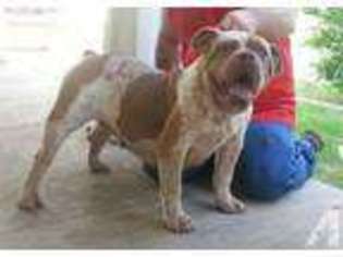 Olde English Bulldogge Puppy for sale in MART, TX, USA