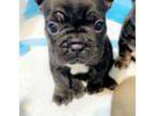 French Bulldog Puppy for sale in Shallotte, NC, USA