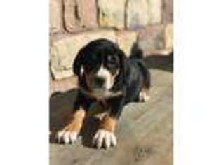 Greater Swiss Mountain Dog Puppy for sale in Lititz, PA, USA