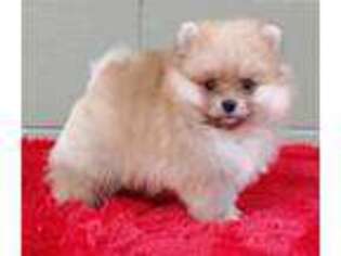 Pomeranian Puppy for sale in San Luis Obispo, CA, USA