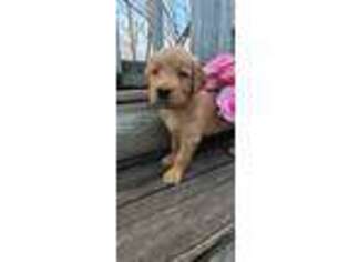 Golden Retriever Puppy for sale in Waynesville, MO, USA