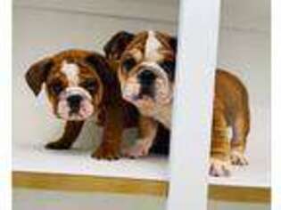 Bulldog Puppy for sale in Cookville, TX, USA