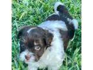 Havanese Puppy for sale in Athens, TX, USA