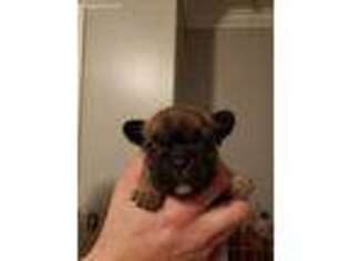 French Bulldog Puppy for sale in Mount Holly, NC, USA