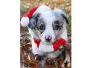 Miniature Australian Shepherd Puppy for sale in TAUNTON, MA, USA