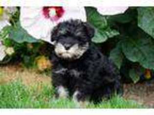 Mutt Puppy for sale in Brinkhaven, OH, USA