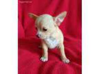 Chihuahua Puppy for sale in Newport, ME, USA