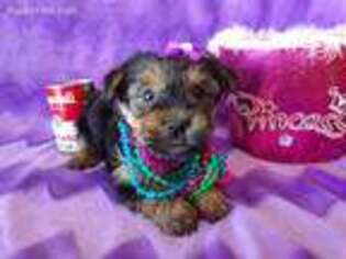 Yorkshire Terrier Puppy for sale in Archer City, TX, USA
