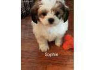 Shorkie Tzu Puppy for sale in Rochester, MN, USA