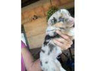 Pembroke Welsh Corgi Puppy for sale in Saint David, AZ, USA