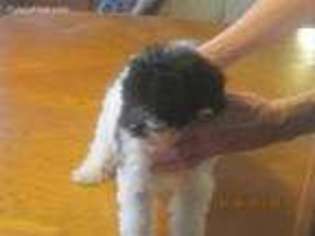 Mutt Puppy for sale in Sarahsville, OH, USA