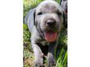 Cane Corso Puppy for sale in Oklahoma City, OK, USA