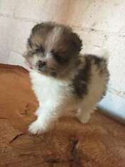 Pomeranian Puppy for sale in Ozark, AL, USA