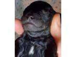 Mutt Puppy for sale in Mineral, VA, USA
