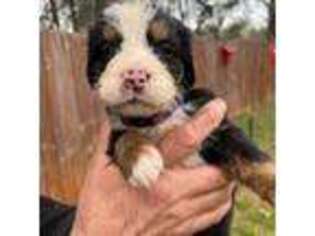 Bernese Mountain Dog Puppy for sale in Easley, SC, USA