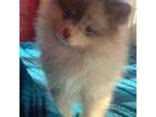 Pomeranian Puppy for sale in Billings, MT, USA