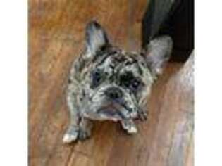 French Bulldog Puppy for sale in Cleveland, OH, USA