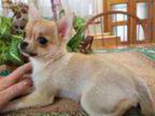 Chihuahua Puppy for sale in Albion, PA, USA