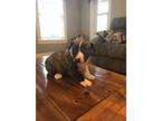 Bull Terrier Puppy for sale in Danville, KY, USA