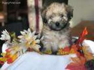 Coton de Tulear Puppy for sale in Big Rapids, MI, USA