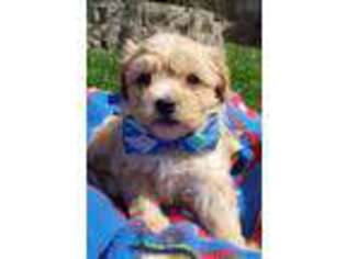 Havanese Puppy for sale in Belleville, IL, USA
