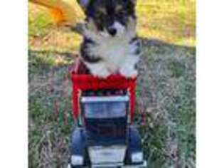 Pembroke Welsh Corgi Puppy for sale in Roland, OK, USA