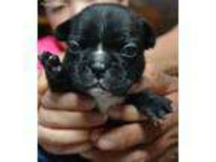 French Bulldog Puppy for sale in Pinon Hills, CA, USA