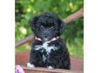 Havanese Puppy for sale in Kinzers, PA, USA