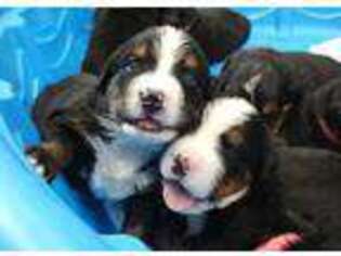 Bernese Mountain Dog Puppy for sale in Waxhaw, NC, USA