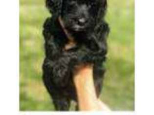 Australian Labradoodle Puppy for sale in Davidson, NC, USA