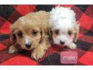Cavapoo Puppy for sale in Griggsville, IL, USA